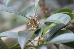 Sideroxylon wightianum