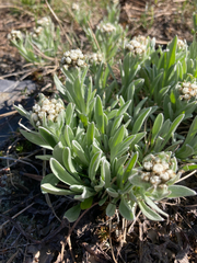 Antennaria lanata