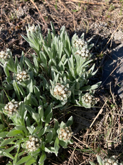 Antennaria lanata
