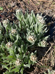 Antennaria lanata