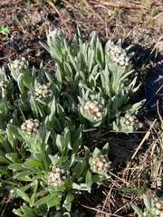 Antennaria lanata