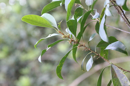 Image of Sideroxylon wightianum by no rights reserved