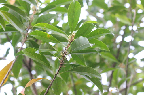 Image of Sideroxylon wightianum by no rights reserved
