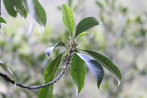 Image of Sideroxylon wightianum by no rights reserved