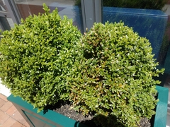 Buxus sempervirens