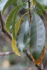 Sideroxylon wightianum