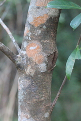 Sideroxylon wightianum