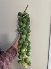 Brassica oleracea gemmifera