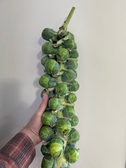 Brassica oleracea gemmifera