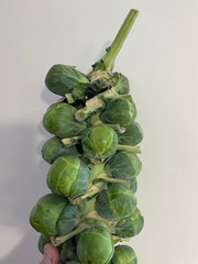 Brassica oleracea gemmifera