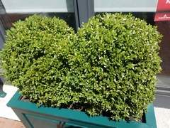 Buxus sempervirens