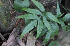 Leptochilus ellipticus