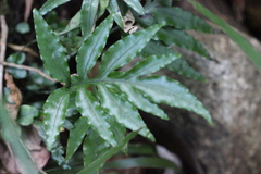 Leptochilus ellipticus