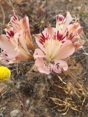 Alstroemeria diluta