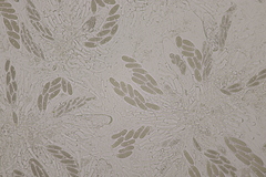 Pseudomassaria chondrospora