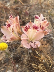 Alstroemeria diluta
