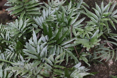 Leptochilus ellipticus