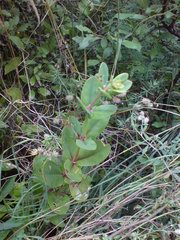 Hylotelephium maximum maximum