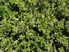 Buxus microphylla