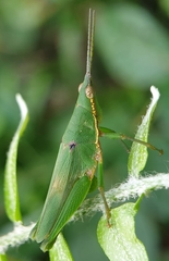 Tagasta marginella