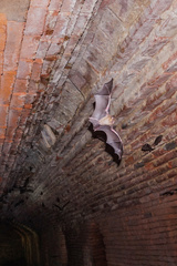 Hipposideros larvatus