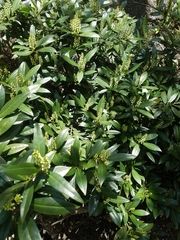 Prunus laurocerasus