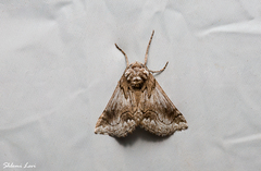 Phaselia deliciosaria