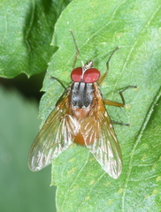 Phaonia rufiventris
