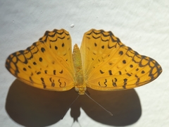 Phalanta phalantha
