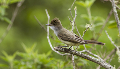 Myiarchus swainsoni