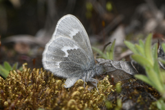 Coenonympha tullia kodiak