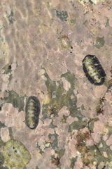 Onithochiton literatus