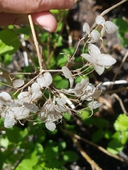 Hydrangea quercifolia