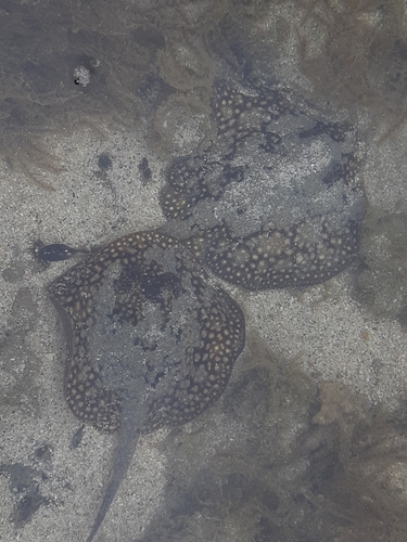 Tumbes round stingray (Urobatis tumbesensis) — Urotrygonidae
