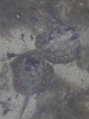 Urobatis tumbesensis