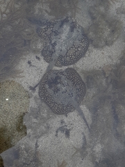 Urobatis tumbesensis