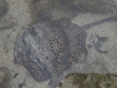 Urobatis tumbesensis