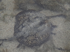 Urobatis tumbesensis