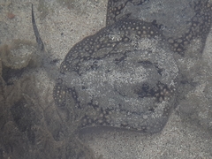 Urobatis tumbesensis