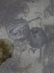 Urobatis tumbesensis