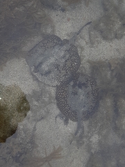 Urobatis tumbesensis