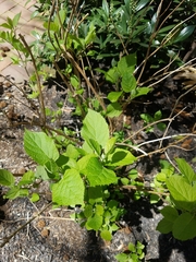 Hydrangea quercifolia
