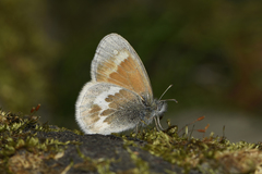 Coenonympha tullia kodiak