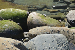 Grapsus tenuicrustatus