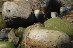 Grapsus tenuicrustatus
