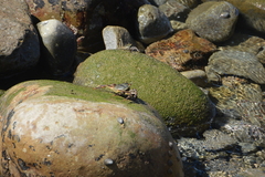 Grapsus tenuicrustatus