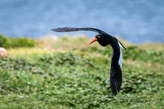 Magellanic Oystercatcher photo 2