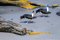 Magellanic Oystercatcher photo 3