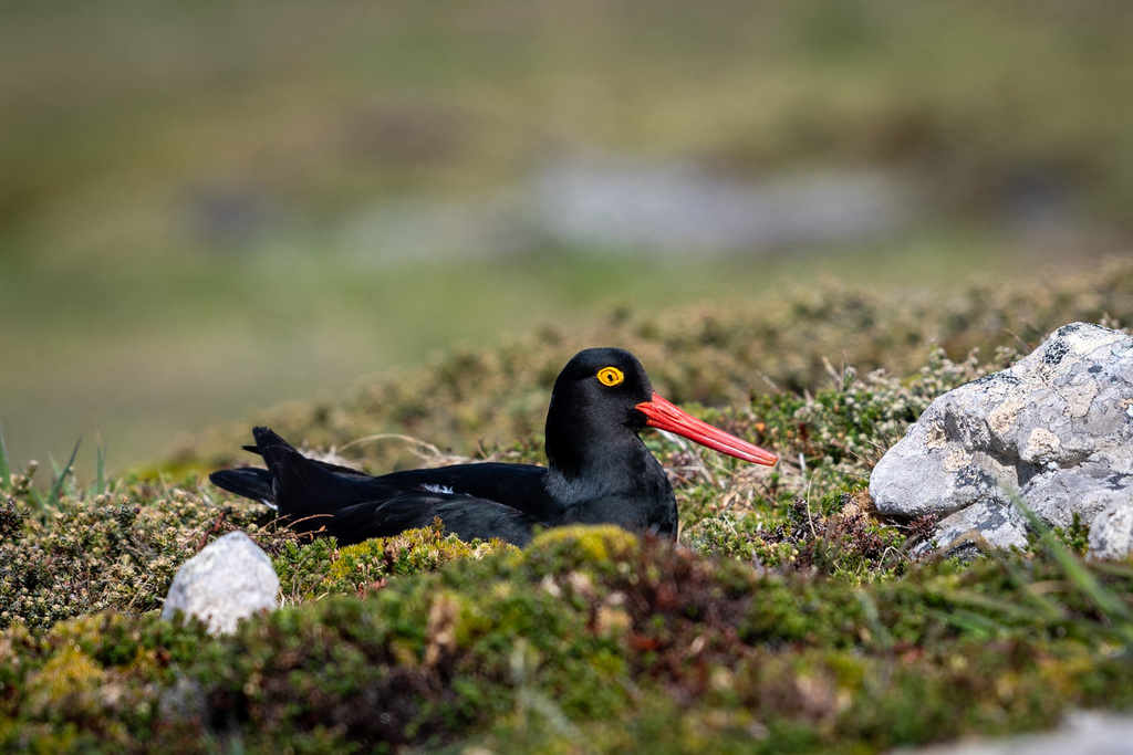 Magellanic Oystercatcher
