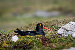 Magellanic Oystercatcher photo 1